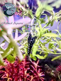 Image 5 of WEEK AQUA Mini 9 Pro