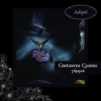 Image 4 of ☽ Centaurea Cyanus ☾