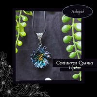 Image 5 of ☽ Centaurea Cyanus ☾