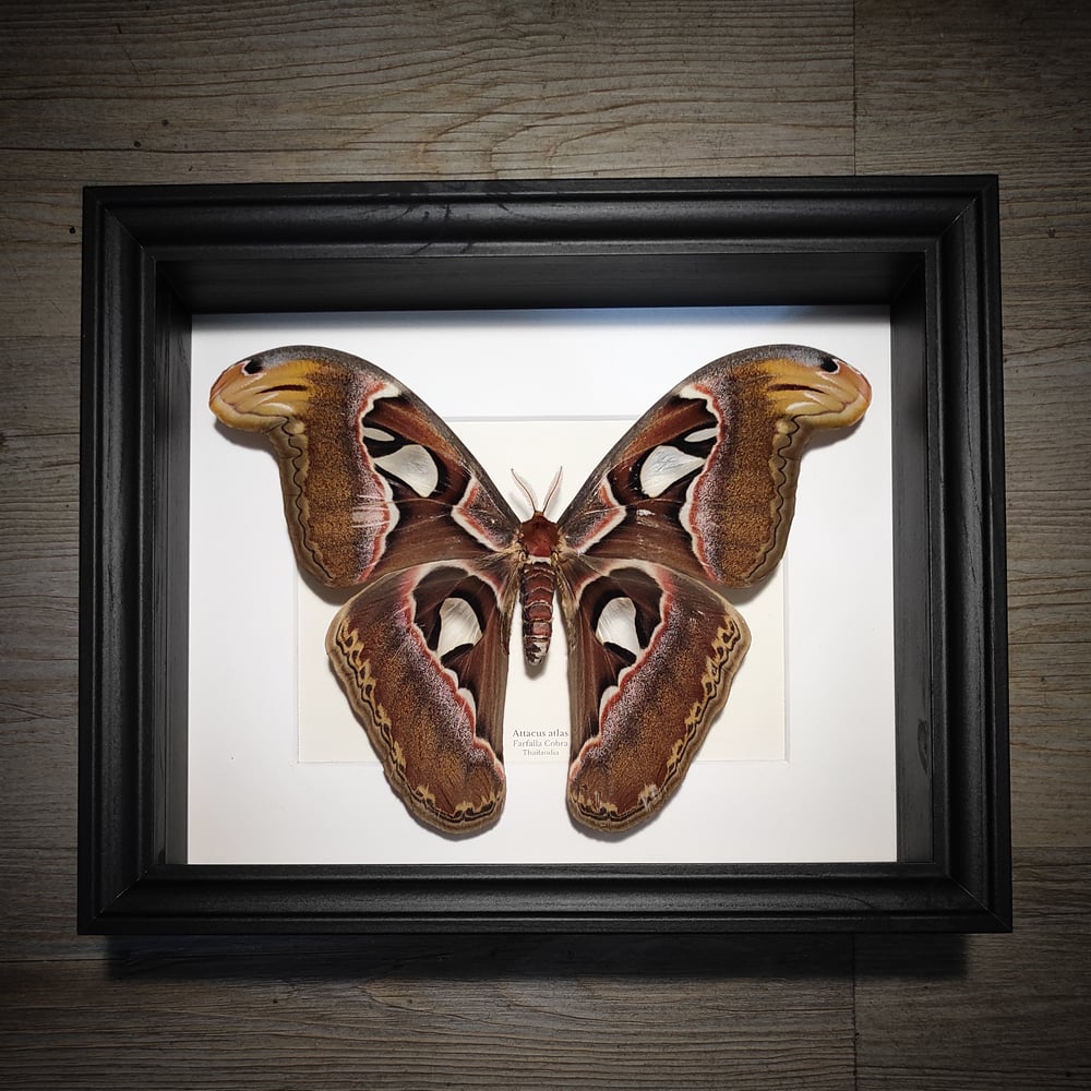 Image of Attacus atlas 