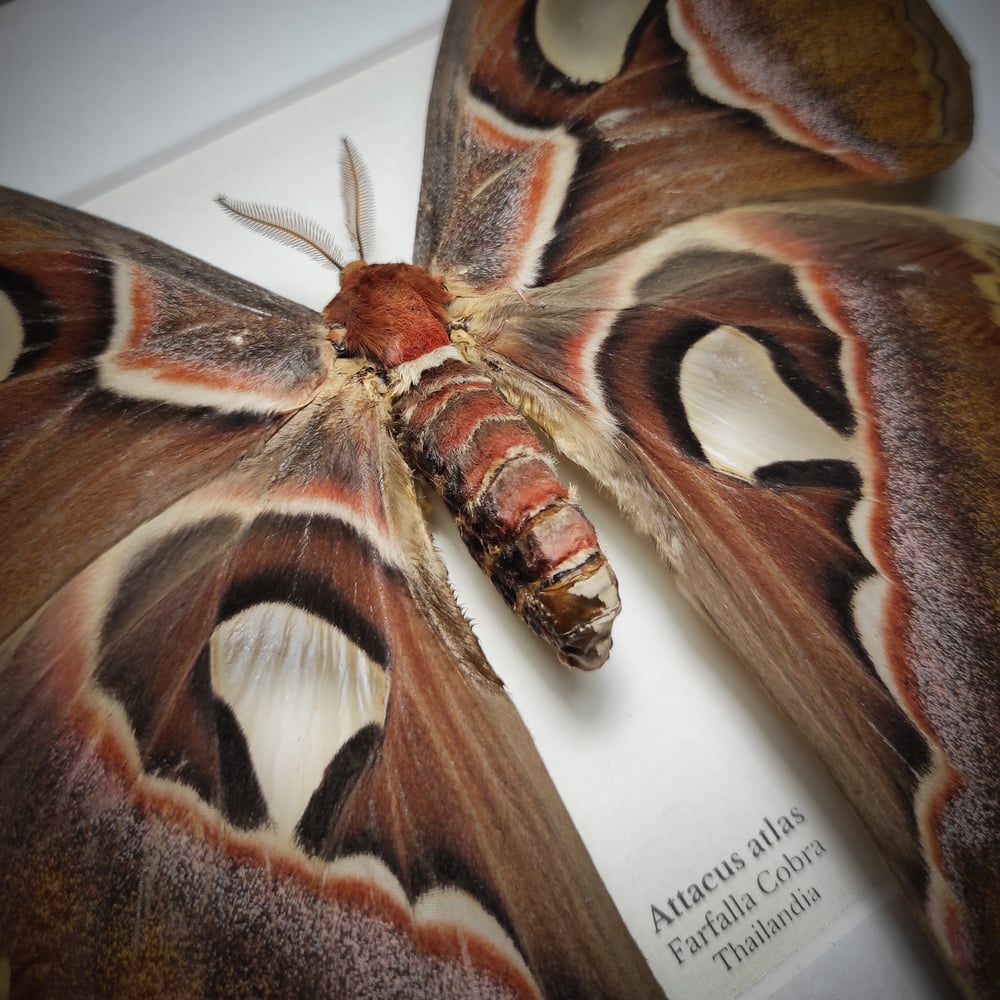 Image of Attacus atlas 