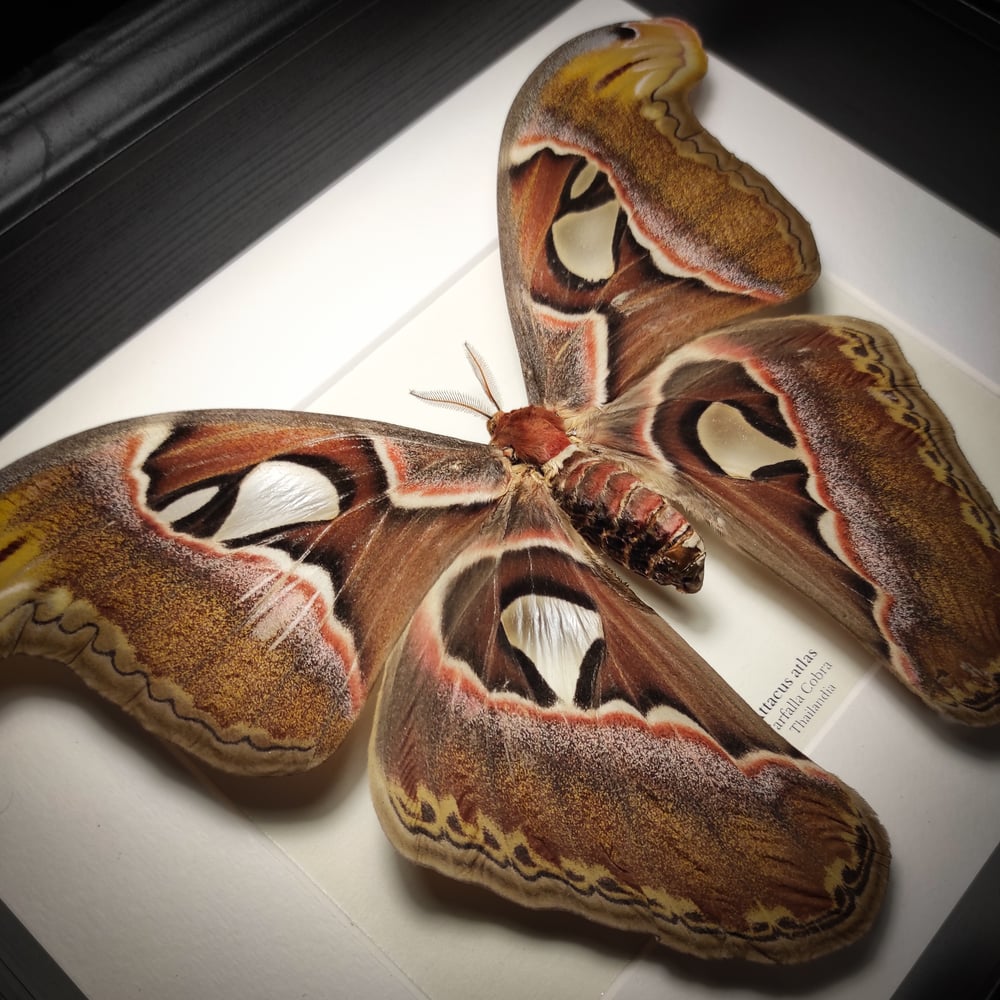 Image of Attacus atlas 