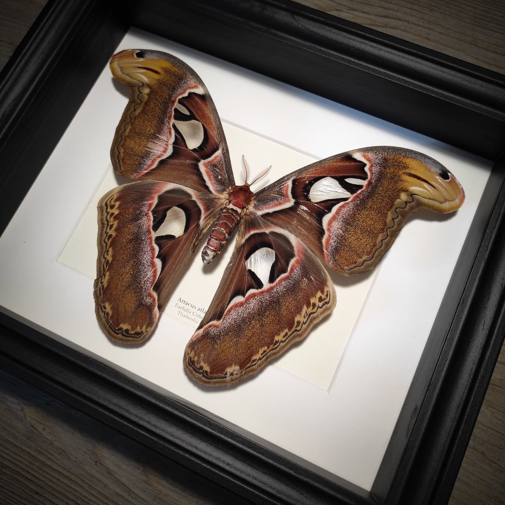 Image of Attacus atlas 