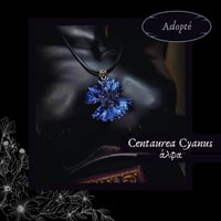 Image 2 of ☽ Centaurea Cyanus ☾