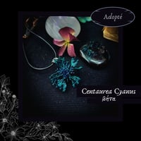 Image 3 of ☽ Centaurea Cyanus ☾