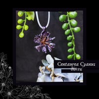 Image 1 of ☽ Centaurea Cyanus ☾