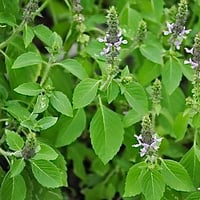 Image 11 of Loose Herbs - organically grown on our farm
