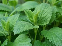 Image 12 of Loose Herbs - organically grown on our farm