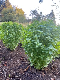 Image 1 of Live Plants - Basils - Culinary + Tea