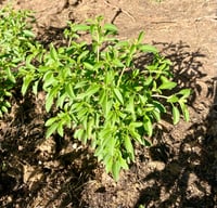 Image 2 of Live Plants - Basils - Culinary + Tea