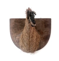 ‘Dwarf Horse’, 2024