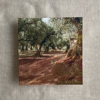 Image 5 of Adelia French Floral Crest and Olive trees fine art landscape PACK of 10