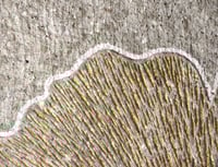 Image 8 of Golden ginkgo biloba leaf on a paper mache wall plate.