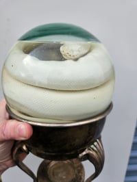 Image 1 of Ball Python