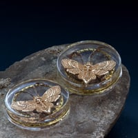 Image 1 of 48MM (1.89") Plugs - Epoxy Resin - Double Flared - Golden Death Moth 