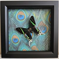 Peacock - Green-Banded Urania Moth