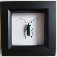 Framed - Teal Longhorn Beetle