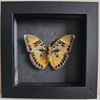 Image 1 of Framed - Forester Butterfly
