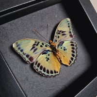Image 2 of Framed - Forester Butterfly