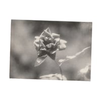 Image 3 of Flowers Vintage Photo Prints