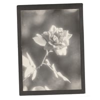Image 2 of Flowers Vintage Photo Prints