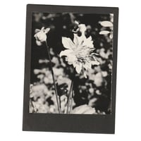 Image 4 of Flowers Vintage Photo Prints