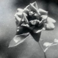 Image 6 of Flowers Vintage Photo Prints