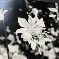 Image 7 of Flowers Vintage Photo Prints