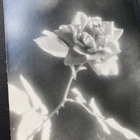Image 5 of Flowers Vintage Photo Prints
