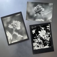Image 8 of Flowers Vintage Photo Prints