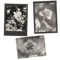 Image 1 of Flowers Vintage Photo Prints