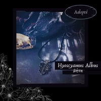 Image 2 of ☽ Hyoscyamus Albus ☾