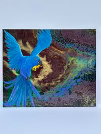 Image 1 of Hyacinth Macaw