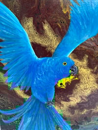 Image 3 of Hyacinth Macaw