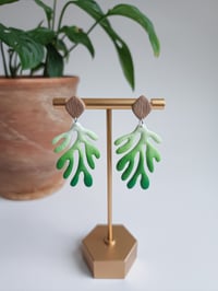 Green Ombre Coral