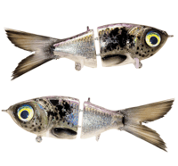 STG - (Potomac Shad)