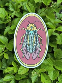Cicada Cricket
