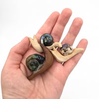 Image 4 of Snails!!!