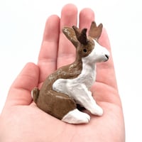 Image 3 of Jackalope