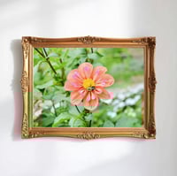 Image 1 of Peach Flora and Bee Photography Fine Art Print Wall Decor 