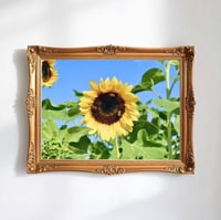 Image 1 of Sunflower and Bees Photography Fine Art Print Wall Decor