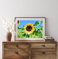 Image 2 of Sunflower and Bees Photography Fine Art Print Wall Decor
