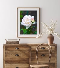 Image 2 of White Garden Roses Photography Fine Art Print Wall Decor 