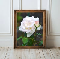 Image 1 of White Garden Roses Photography Fine Art Print Wall Decor 
