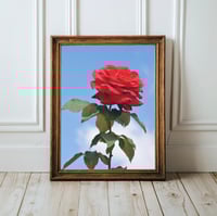 Image 1 of Red Rose Garden Photography Fine Art Print Wall Decor 