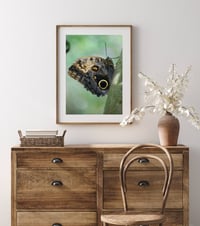 Image 2 of Butterfly Nature Photography Fine Art Print Wall Decor 