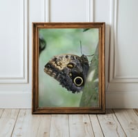 Image 1 of Butterfly Nature Photography Fine Art Print Wall Decor 