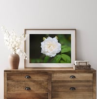 Image 2 of White Garden Rose Photography Fine Art Print Wall Decor 