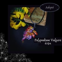 Image 2 of ☽ Polypodium Vulgare ☾