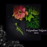 Image 1 of ☽ Polypodium Vulgare ☾